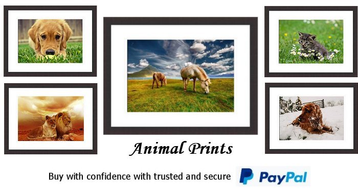 Animal Framed Prints